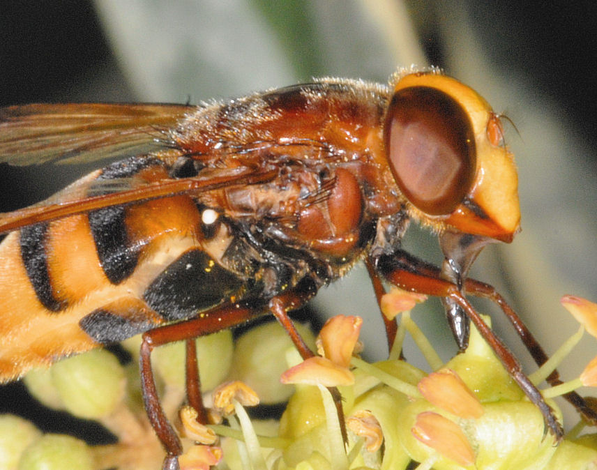 Volucella zonaria
